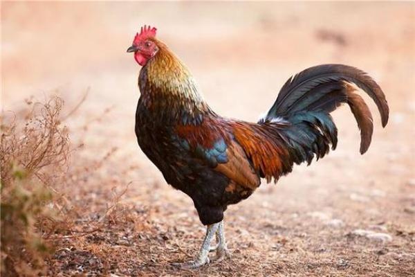 1981年属鸡人2024年运势及运程女 1981年属鸡女2024年运势详解财运事业感情全解析