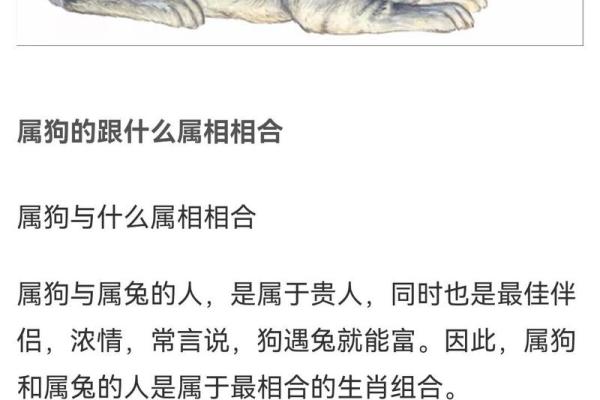 1994年属狗五行属什么揭秘94年狗的命运与五行属性 1994年属狗五行属什么揭秘94年狗的命运与五行属性