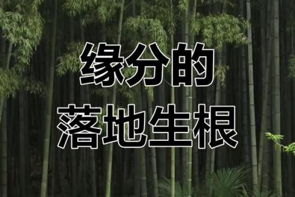 缘分落地生根是我们什么意思_缘分落地生根缘分的真正含义与深刻影响