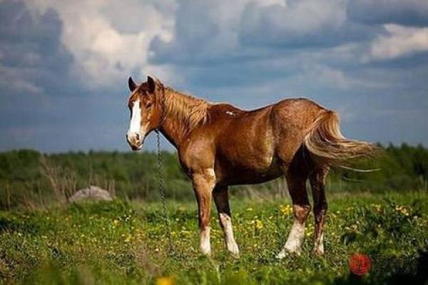 1967年是属马的吗_1967年属马月份详解农历正月生人生肖揭秘 1967年是属马的吗_1967年属马月份详解农历正月生人生肖揭秘