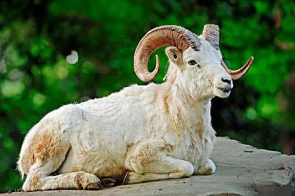 91年属羊未来十年运势_1991年属羊34岁有情劫