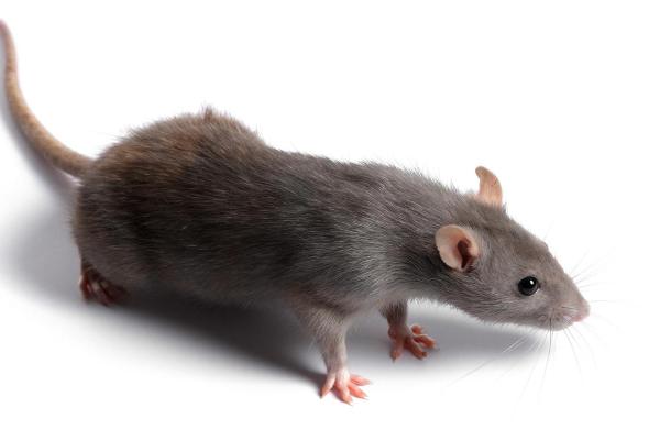 属鼠2019年运势 属鼠2019年运势