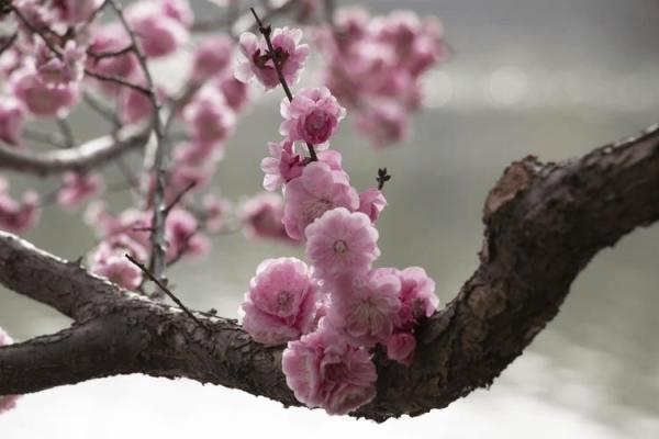 春色红梅香万树是什么生肖(春色红梅香万树是什么生肖打一肖) 春色红梅香万树是什么生肖(春色红梅香万树是什么生肖打一肖)
