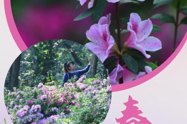 一树一春满山绿打一生肖(一树一春打一个数字) 一树一春满山绿打一生肖(一树一春打一个数字)