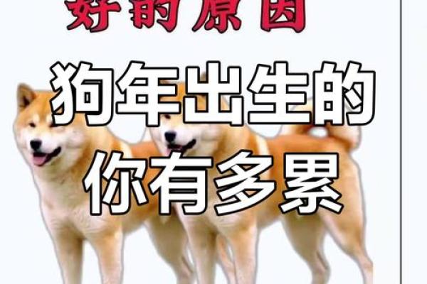 属狗的性格和脾气_属狗的性格和脾气解析忠诚直率与坚韧的特质 属狗的性格和脾气_属狗的性格和脾气解析忠诚直率与坚韧的特质