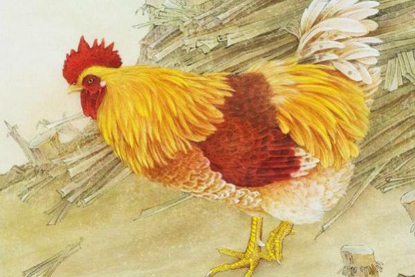 红光满面打一正确生肖(红光满面打一正确生肖动物) 红光满面打一正确生肖(红光满面打一正确生肖动物)