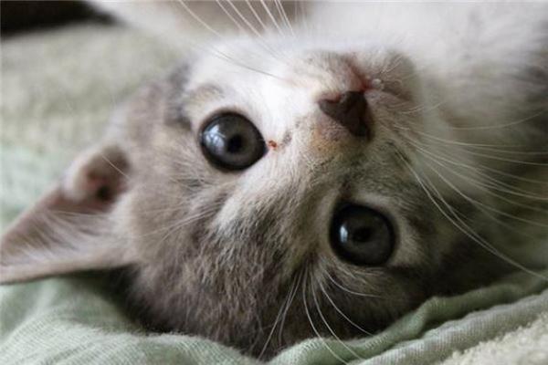 梦见猫咬自己什么预兆 梦见猫咬自己什么预兆