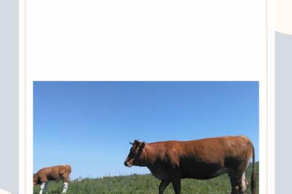 南征北战是什么生肖 南征北战是什么生肖