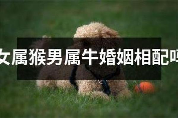 狗和牛的属相适合做夫妻吗_男狗女牛属于上等婚姻 狗和牛的属相适合做夫妻吗_男狗女牛属于上等婚姻