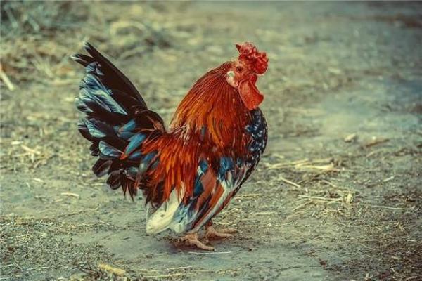 2005年属鸡2024年运势完整版_2005年属鸡一生三大劫 2005年属鸡2024年运势完整版_2005年属鸡一生三大劫