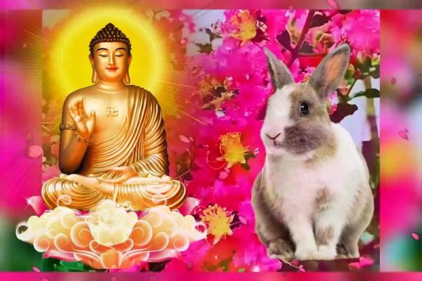 属兔今日运势最准_87属兔2025年有三喜 属兔今日运势最准_87属兔2025年有三喜