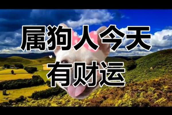 属狗明天横财偏财运 属狗明天横财偏财运好吗 属狗明天横财偏财运 属狗明天横财偏财运好吗
