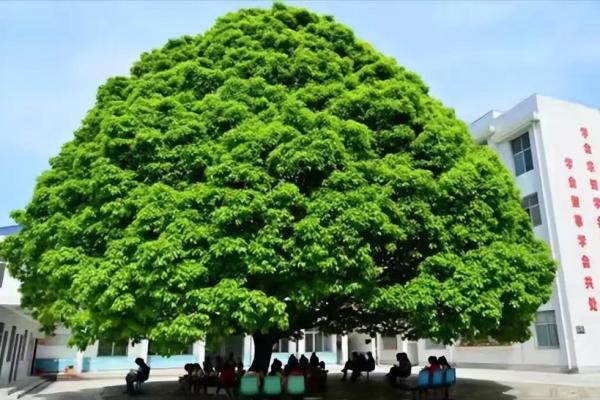 后院种树指什么生肖(后院种树什么生肖动物) 后院种树指什么生肖(后院种树什么生肖动物)