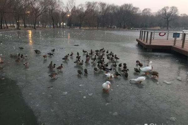 三五成群是指什么生肖(三五成群是指什么生肖动物) 三五成群是指什么生肖(三五成群是指什么生肖动物)