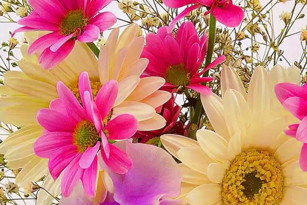 百花盛开打一生肖(百花盛开图片) 百花盛开打一生肖(百花盛开图片)