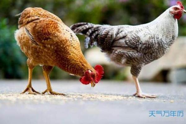 2005年属鸡女一生命运如何 2005年属鸡女一生命运解析运势婚姻与事业全揭秘 2005年属鸡女一生命运如何 2005年属鸡女一生命运解析运势婚姻与事业全揭秘