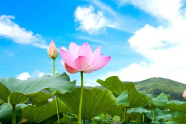 2025属龙人财运逐月解析全年财富趋势全掌握 2025属龙人财运逐月解析全年财富趋势全掌握