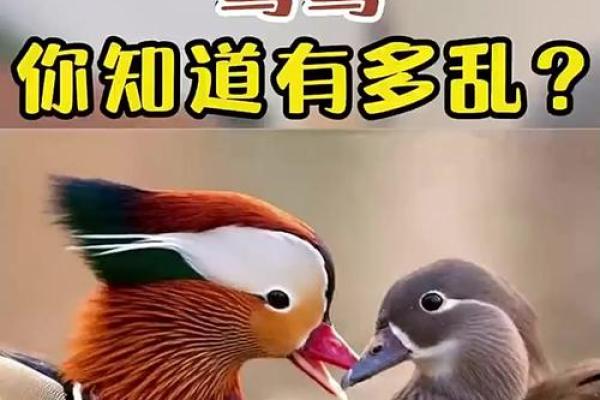 天地鸳鸯合最佳姻缘的真相揭秘 天地鸳鸯合最佳姻缘的真相揭秘