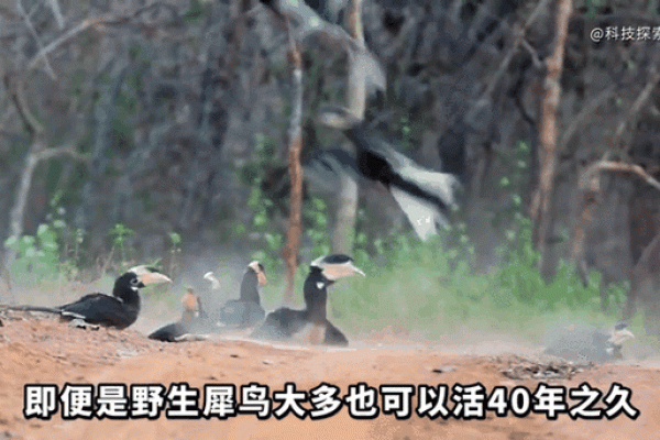 “金屋藏娇”打一个生肖动物,金屋藏娇是什么生肖动物答案解释释义落实 “金屋藏娇”打一个生肖动物,金屋藏娇是什么生肖动物答案解释释义落实