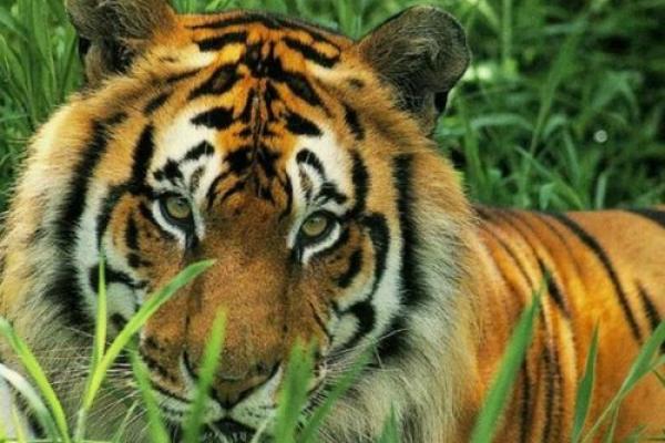 虎视眈眈是什么生肖(虎视眈眈是什么生肖和动物) 虎视眈眈是什么生肖(虎视眈眈是什么生肖和动物)