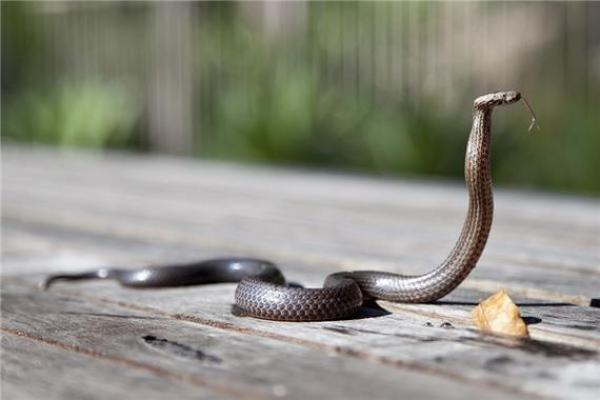 梦见被蛇追着咬是什么意思 周公解梦 梦见被蛇追着咬是什么意思 周公解梦