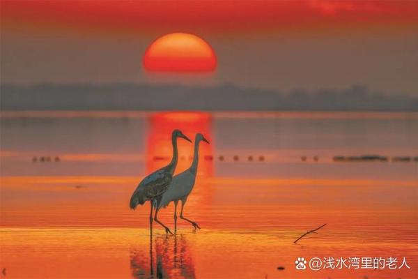 水天一色是什么生肖(水天一色是什么生肖动物打一正确)