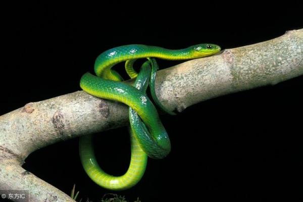 九宵云外是什么生肖 九宵云外是什么生肖