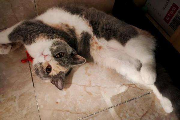 梦见好多小猫 梦见好多小猫