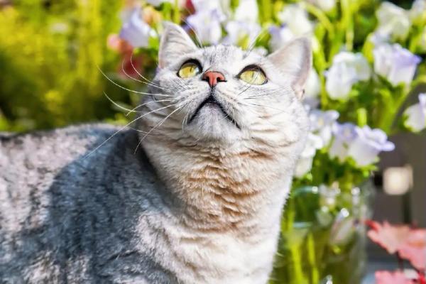 梦见好多小猫 梦见好多小猫