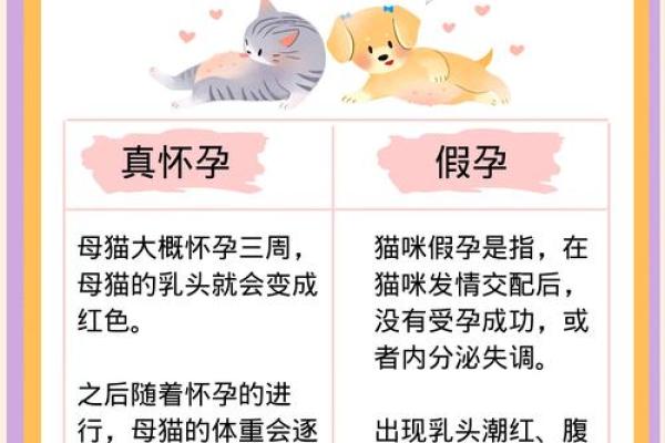 孕妇梦见猫一定生女儿