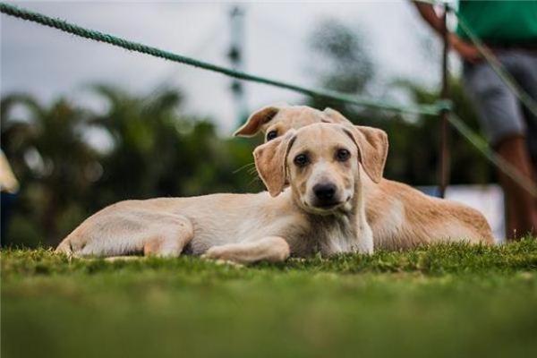 女人梦见狗追是吉兆 女人梦见狗追是吉兆