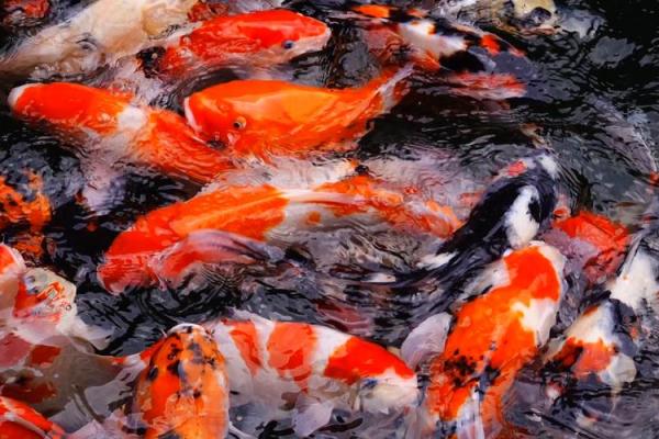 梦见自己钓了好多鱼是什么预兆 梦见自己钓了好多鱼是什么预兆