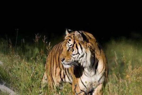 “恸哭流涕”打一准确动物生肖，恸哭流涕指什么生肖答案解释释义落实