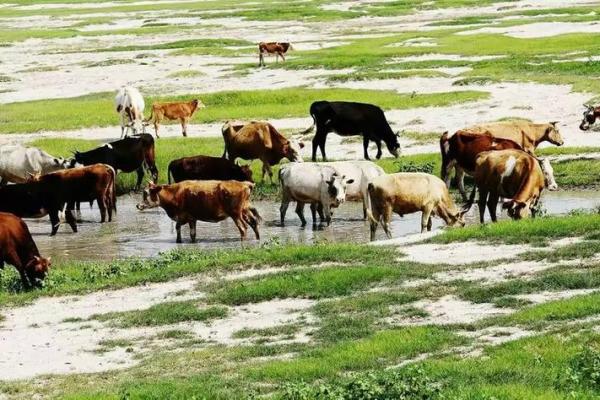 “骨瘦如柴”是什么生肖，骨瘦如柴指什么生肖答案解释释义落实