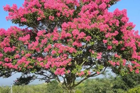 百日红紫薇花期长花色艳的园林瑰宝