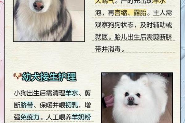 2018大寒出生的狗宝宝取什么名字最好？-华易网姓名