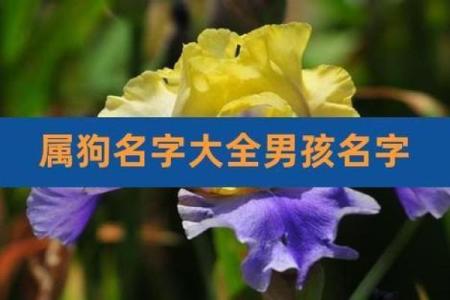 早上出生的属狗男孩怎么取名 ，宜用什么字姓名