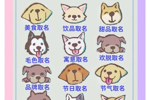 宠物用品店名字-姓名学-华易算命网姓名