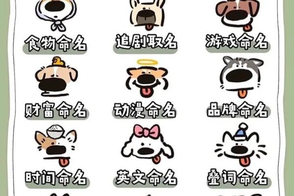 宠物用品店名字-姓名学-华易算命网姓名