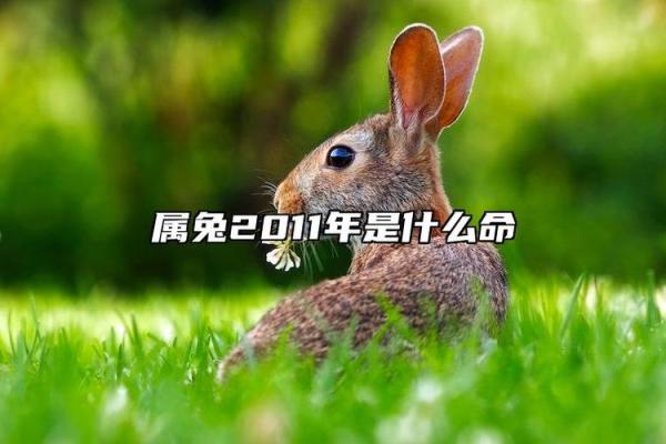 辛时出生的属兔男孩怎么取名字姓名