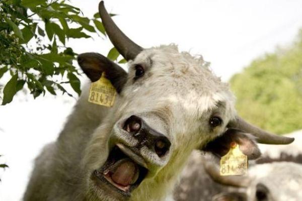 要如何给凌晨3点出生的属牛男孩取名字姓名